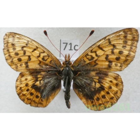 Boloria frigga (Becklin, 1791) Finland71c